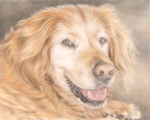 Dog color pencil