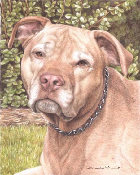 Full color pencil portrait, dog, pit bull